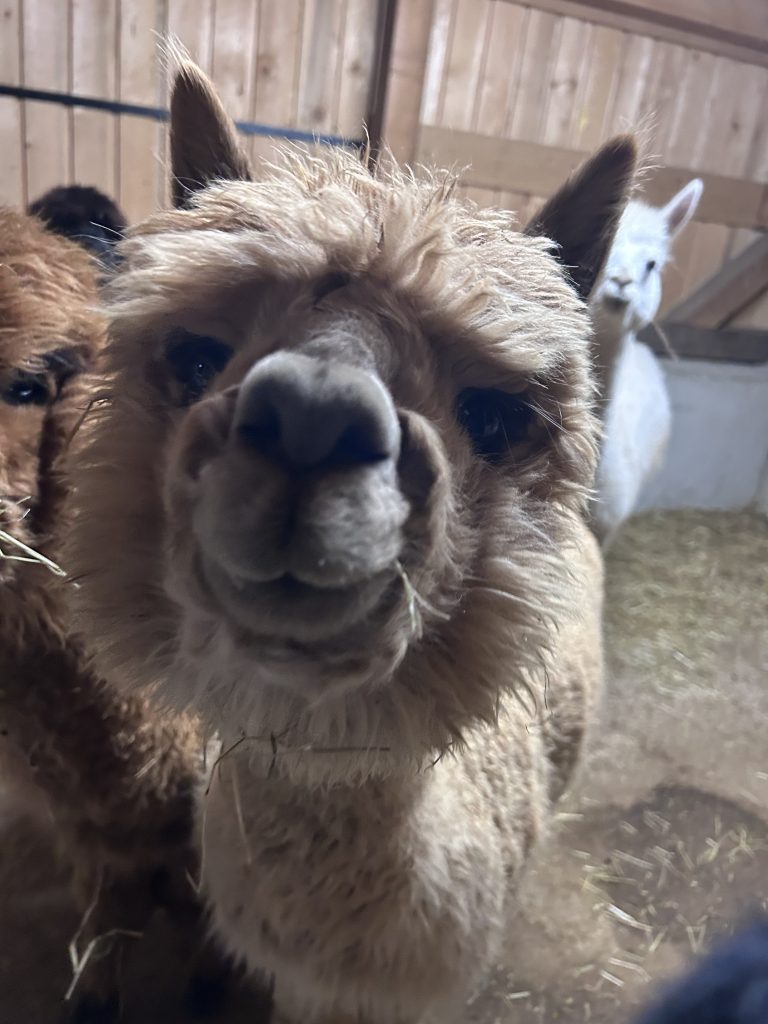 Kaiser Alpaka - Dorian
Ellmau, Kaiser Alpaka, geführte Wanderung, Tour, Wilder Kaiser, Wald,