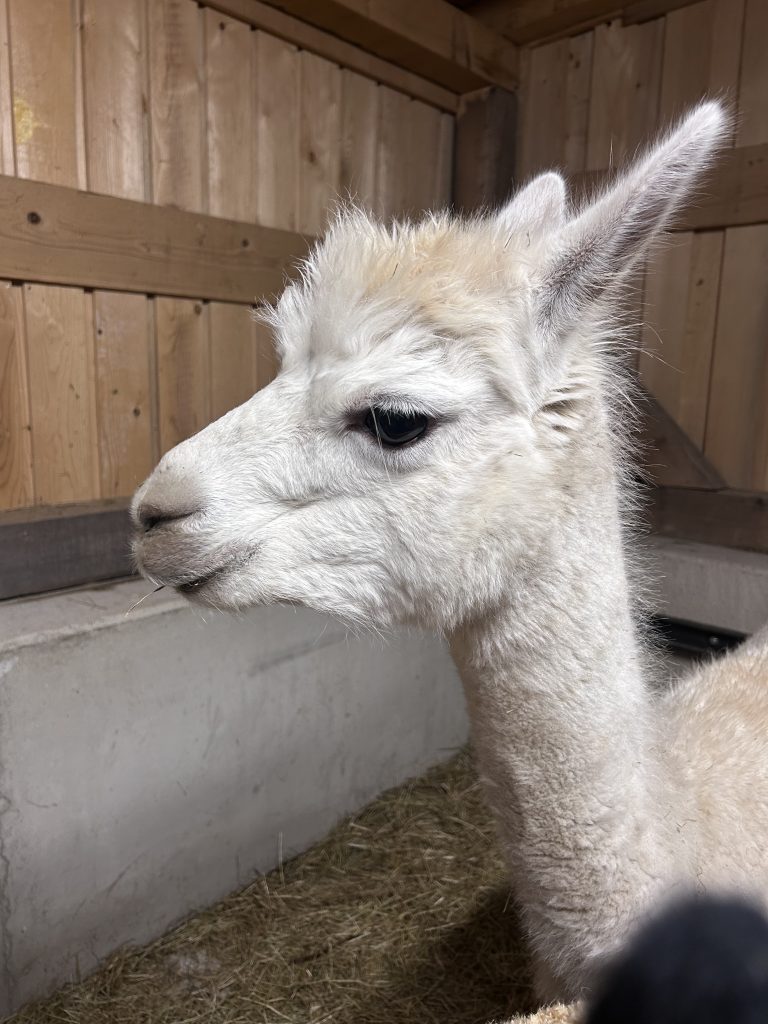 Kaiser Alpaka Olin
Ellmau, Kaiser Alpaka, geführte Wanderung, Tour, Wilder Kaiser, Wald,