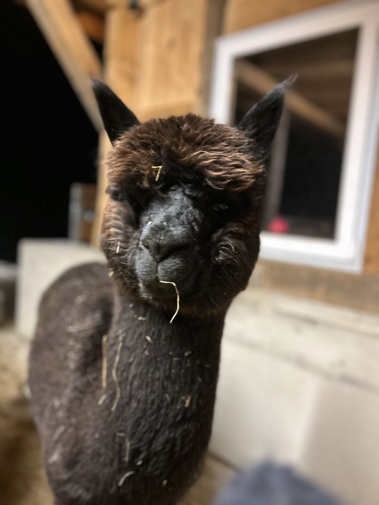 Kaiser Alpaka - Elvis
Ellmau, Kaiser Alpaka, geführte Wanderung, Tour, Wilder Kaiser, Wald,