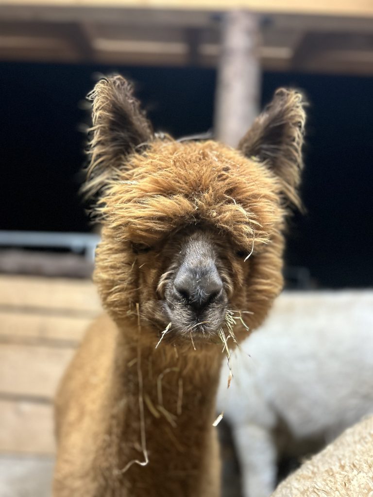 Kaiser Alpaka - Phönix
Ellmau, Kaiser Alpaka, geführte Wanderung, Tour, Wilder Kaiser, Wald,