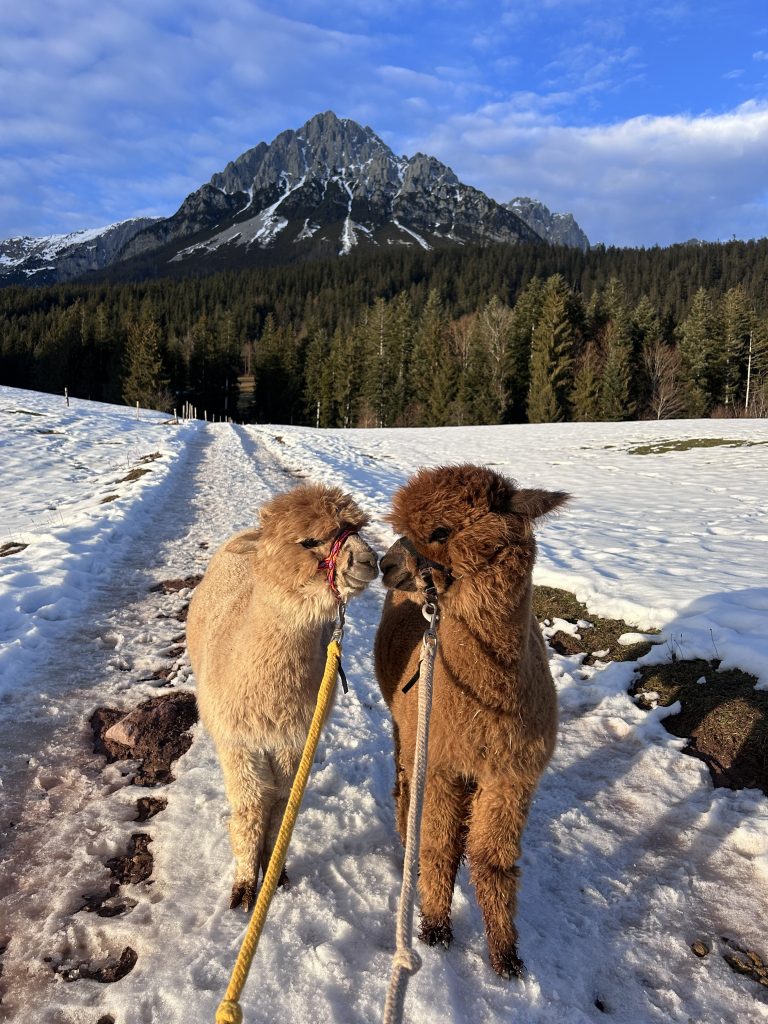 Ellmau, Kaiser Alpaka, geführte Wanderung, Tour, Wilder Kaiser, Wald,