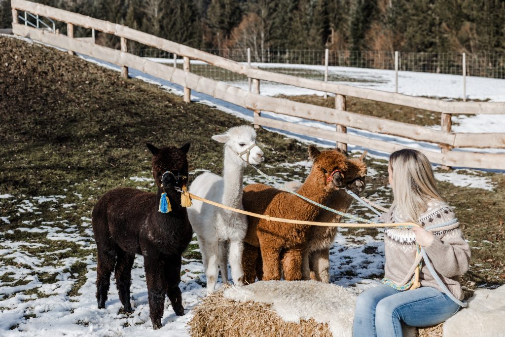 Ellmau, Kaiser Alpaka, geführte Wanderung, Tour, Wilder Kaiser, Wald,