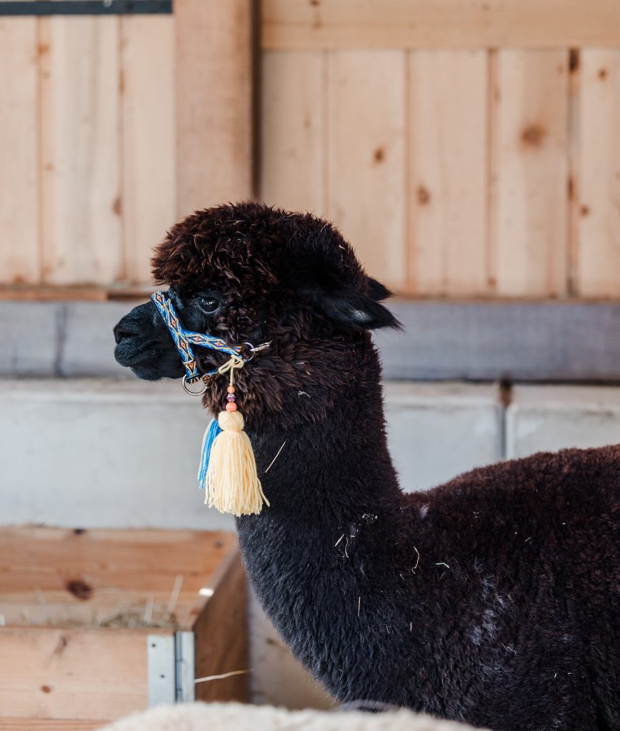 Ellmau, Kaiser Alpaka, geführte Wanderung, Tour, Wilder Kaiser, Wald,