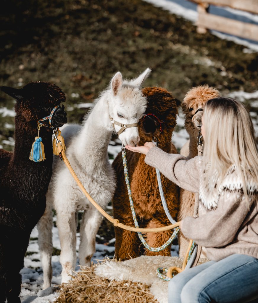 Ellmau, Kaiser Alpaka, geführte Wanderung, Tour, Wilder Kaiser, Wald,