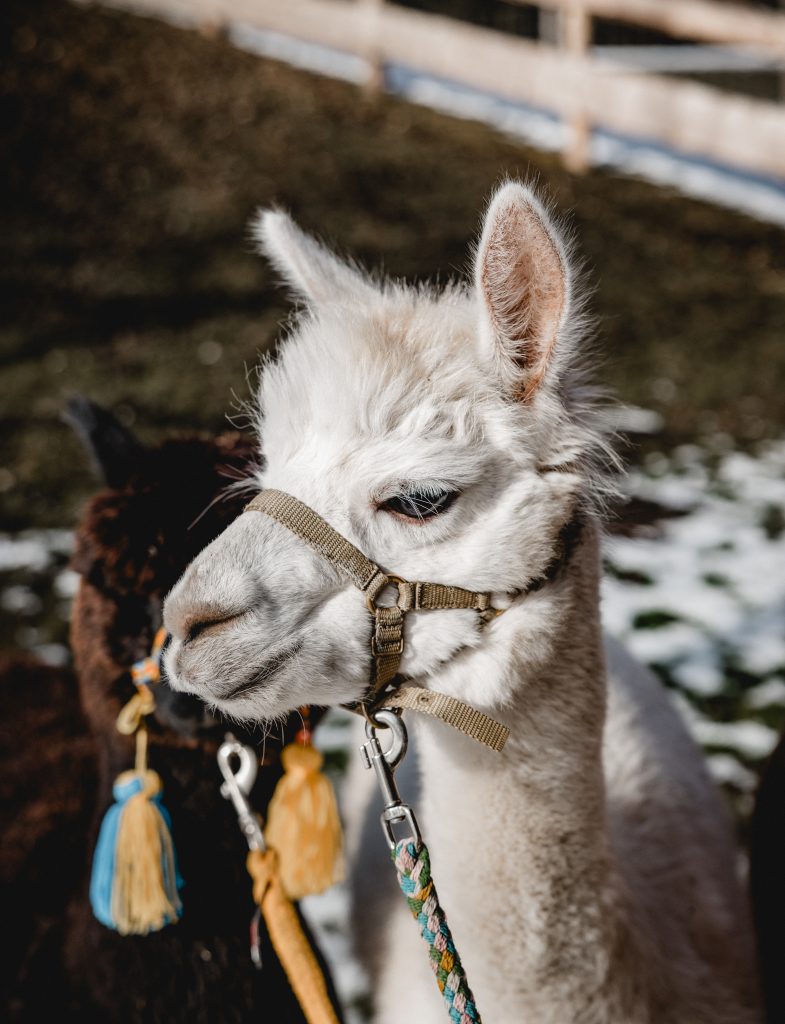 Ellmau, Kaiser Alpaka, geführte Wanderung, Tour, Wilder Kaiser, Wald,