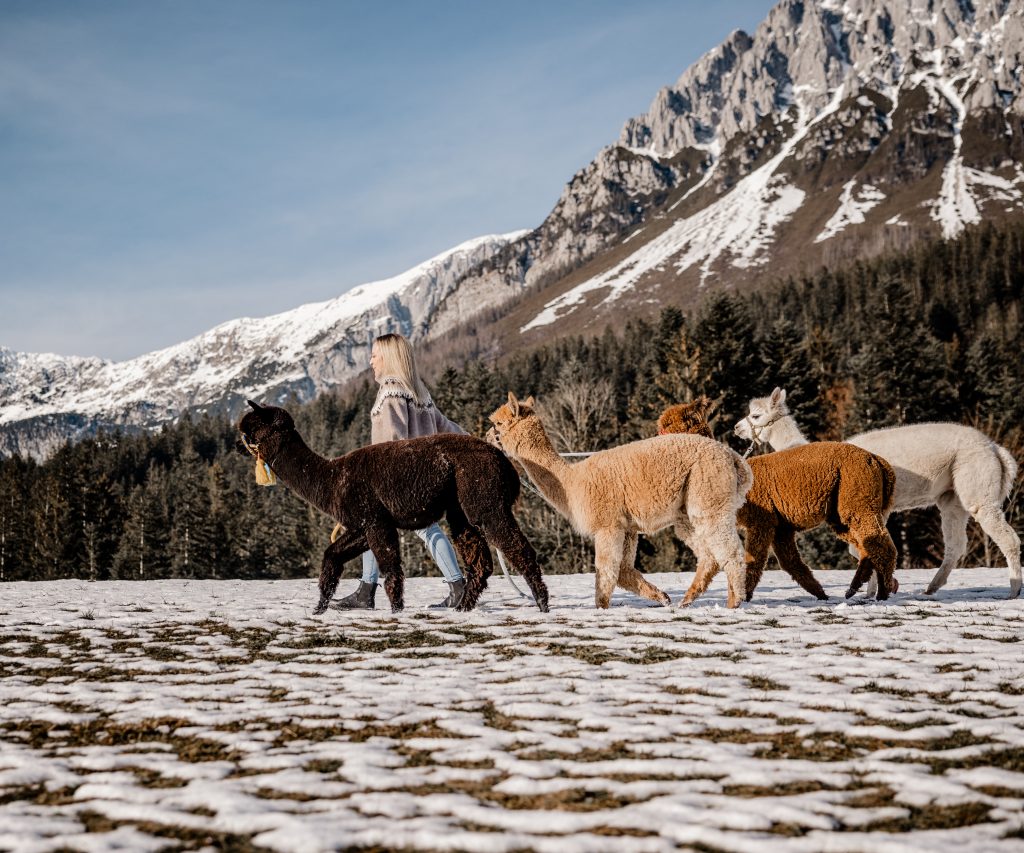 Ellmau, Kaiser Alpaka, geführte Wanderung, Tour, Wilder Kaiser, Wald,