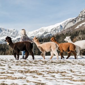 Kaiser Alpaka Wanderung mit Kildem Kaiser im Hintergrung