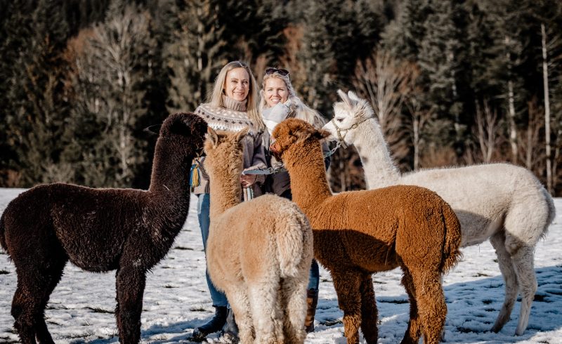 Ellmau, Kaiser Alpaka, geführte Wanderung, Tour, Wilder Kaiser, Wald,